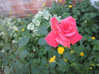 Thumbnail image for Wandle Rose 3