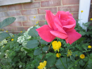 Thumbnail image for Wandle Rose 4
