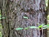 The face in the tree