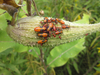 Bugs on Milkweed