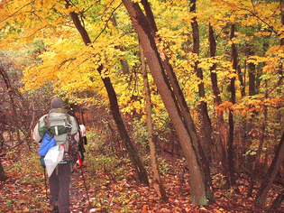 Yellow Maples