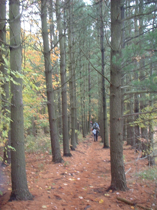 Old Pine Tree rows