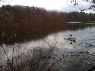 Blue Heron on Lower Shaker Lake