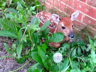 Wandle Fawn (afternoon)