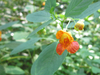 Impatiens capensis