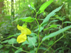 Yellow Jewelweed