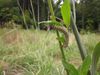 Monarch Caterpillar