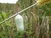 Monarch Chrysalis