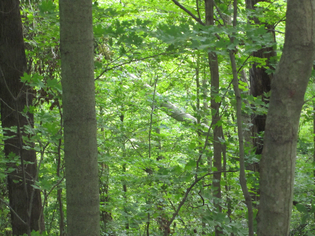 Tree Falling