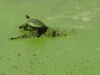 Red-eared Slider