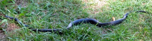 Black Rat Snake