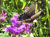 Swallowtail Butterfly