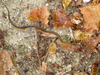 Garter Snake